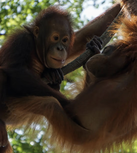 Two playful orangutans, one a juvenile with fluffy chestnut fur and curious gaze, cling to a sturdy branch amidst a lush green backdrop. Sunlight filters through the leaves, highlighting their rich textures and the gentle sway of the branches.