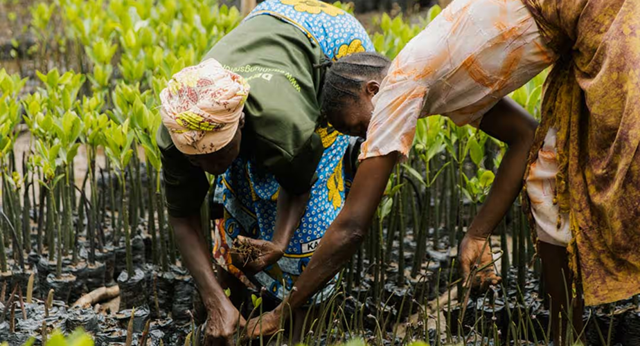 Two women engaged in planting mangrove seedlings in a wetland area, surrounded by vibrant green young shoots emerging from dark, rich soil. They wear traditional clothing, showcasing intricate patterns and bright colours, as they skillfully nurture the growing plants.