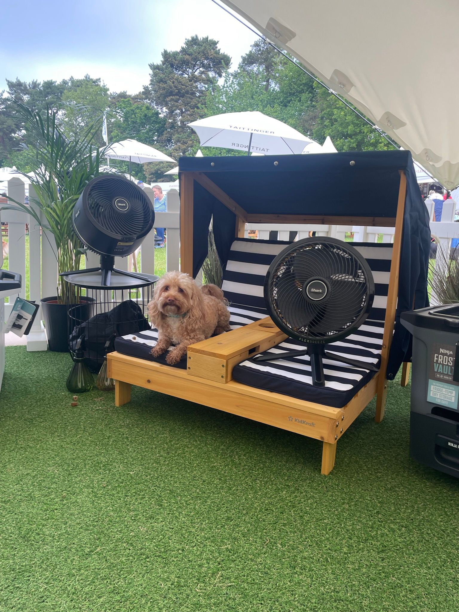 Two dogs lying on sun beds